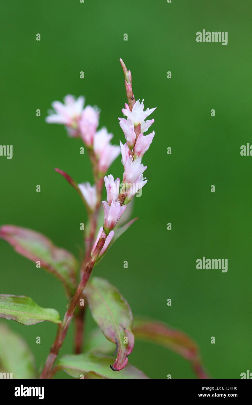 Menthe vietnamienne, Persicaria odorata Fleurs Banque D'Images