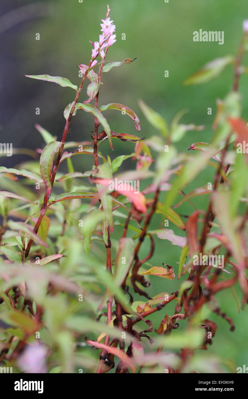 Menthe vietnamienne, Persicaria odorata Fleurs Banque D'Images