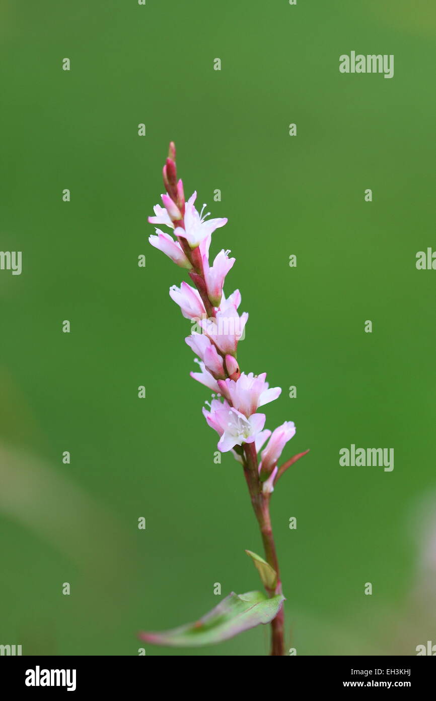 Menthe vietnamienne, Persicaria odorata Flower Banque D'Images