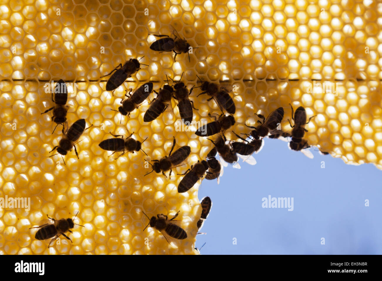 Les abeilles européennes travaillant sur une ruche, rétro-éclairage et le ciel. Banque D'Images
