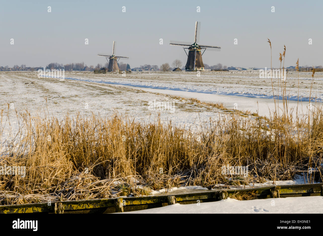 Moutons sur les polders hollandais : Animaux : Pays-Bas Moutons sur les polders hollandais : Animaux : Pays-Bas