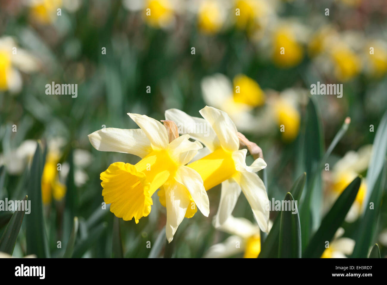 Un magnifique domaine de la Jonquille Jane Ann Butler Photography JABP762 Banque D'Images