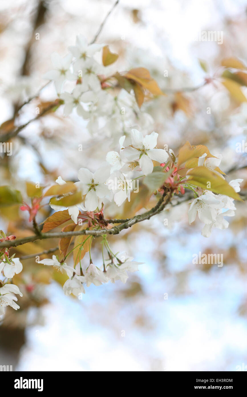 Cerasus Serrulata Photos Cerasus Serrulata Images Alamy