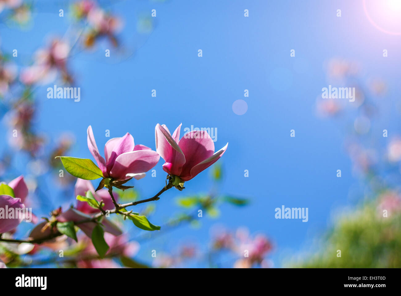 Magnolia blossom Banque D'Images