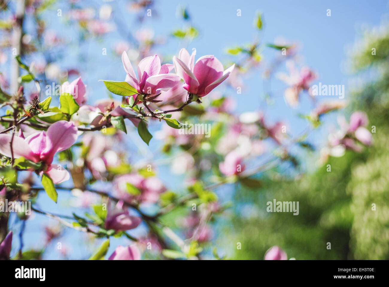 Magnolia blossom Banque D'Images