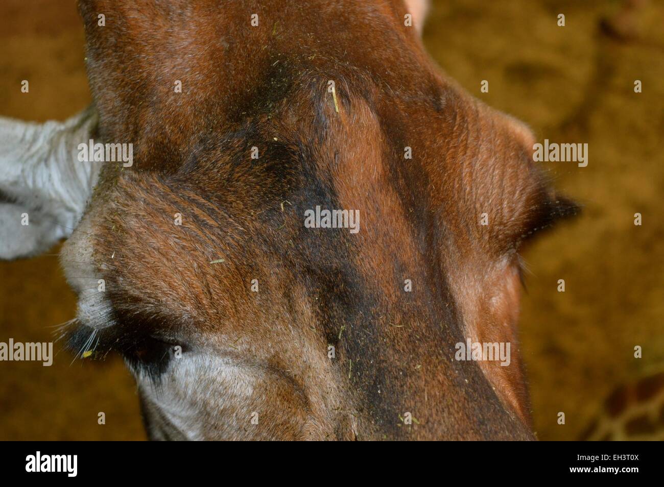 Gros plan d'une girafe de la face Banque D'Images