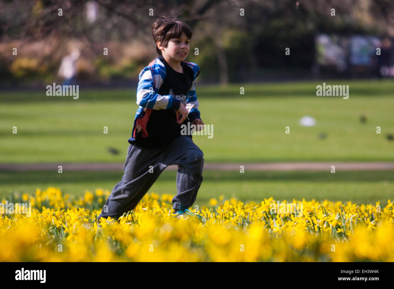 Londres, 6 mars 2015. Les Londoniens et les touristes profiter de la chaleur du soleil à St James's Park que les jonquilles fleurissent, annonçant l'approche du printemps. Sur la photo : neuf exubérante ans Rowan traverse les jonquilles. Crédit : Paul Davey/Alamy Live News Banque D'Images