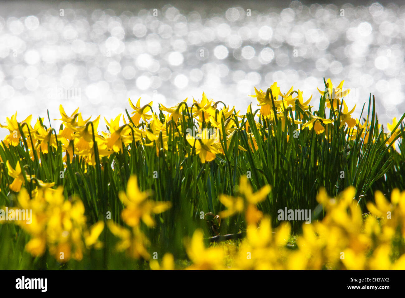 Londres, 6 mars 2015. Les Londoniens et les touristes profiter de la chaleur du soleil à St James's Park que les jonquilles fleurissent, annonçant l'approche du printemps. Sur la photo : jonquilles au soleil comme l'eau du lac miroite dans l'arrière-plan. Crédit : Paul Davey/Alamy Live News Banque D'Images