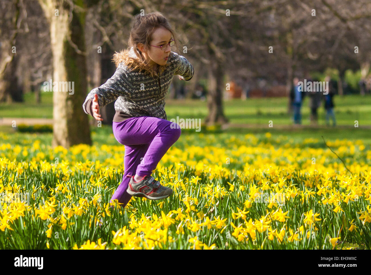 Londres, 6 mars 2015. Les Londoniens et les touristes profiter de la chaleur du soleil à St James's Park que les jonquilles fleurissent, annonçant l'approche du printemps. Sur la photo : sept ans parmi les jonquilles romps Stella. Crédit : Paul Davey/Alamy Live News Banque D'Images