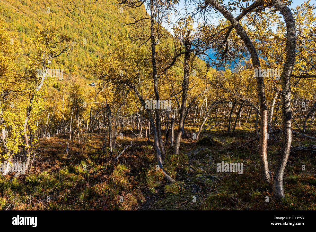 Chemin à travers bouleaux en automne, Ljøsdalen, Flåm, Norvège Banque D'Images