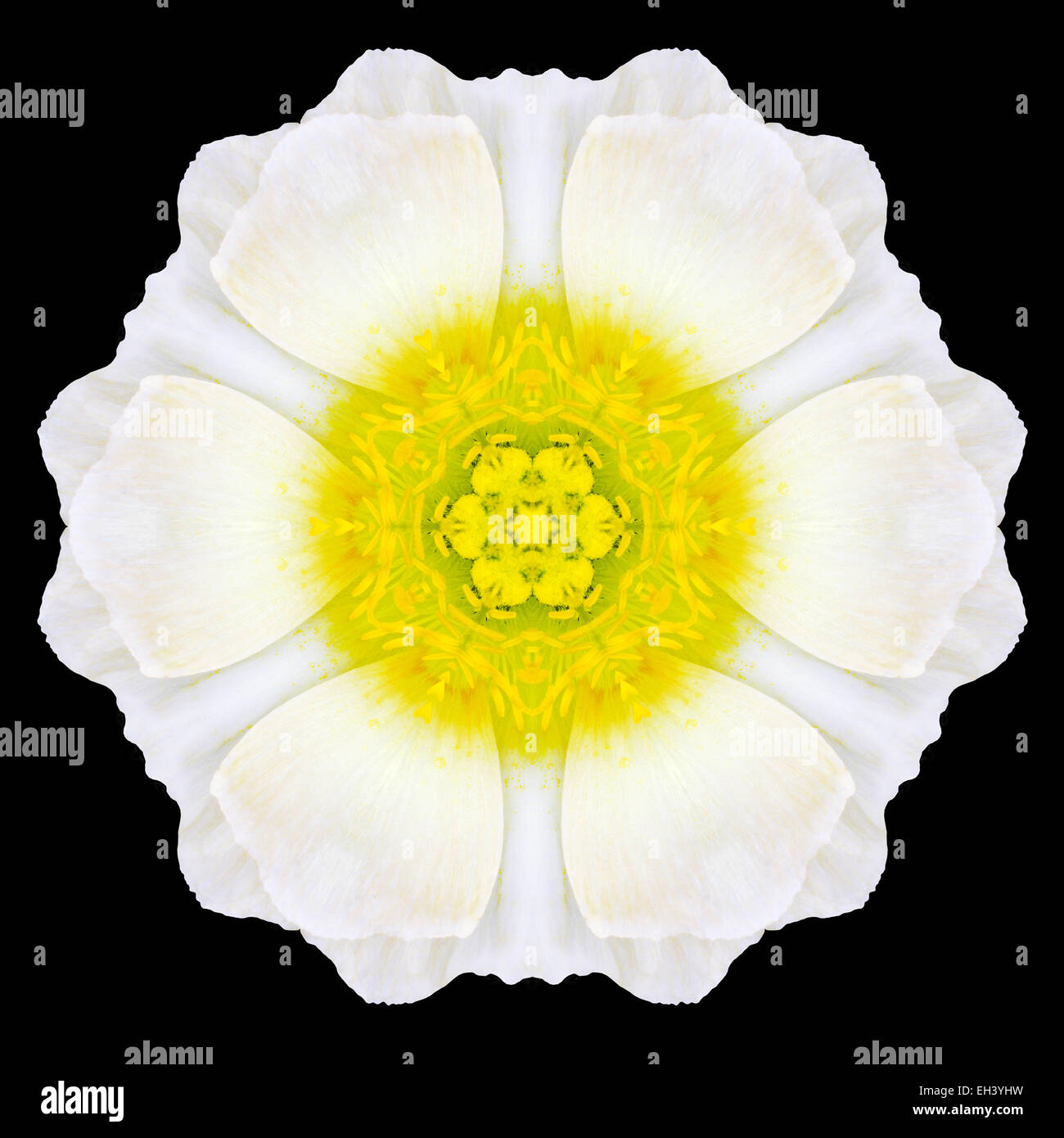 Mandala fleur blanche. Conception kaléidoscopique isolé sur fond noir. Motif en miroir Banque D'Images