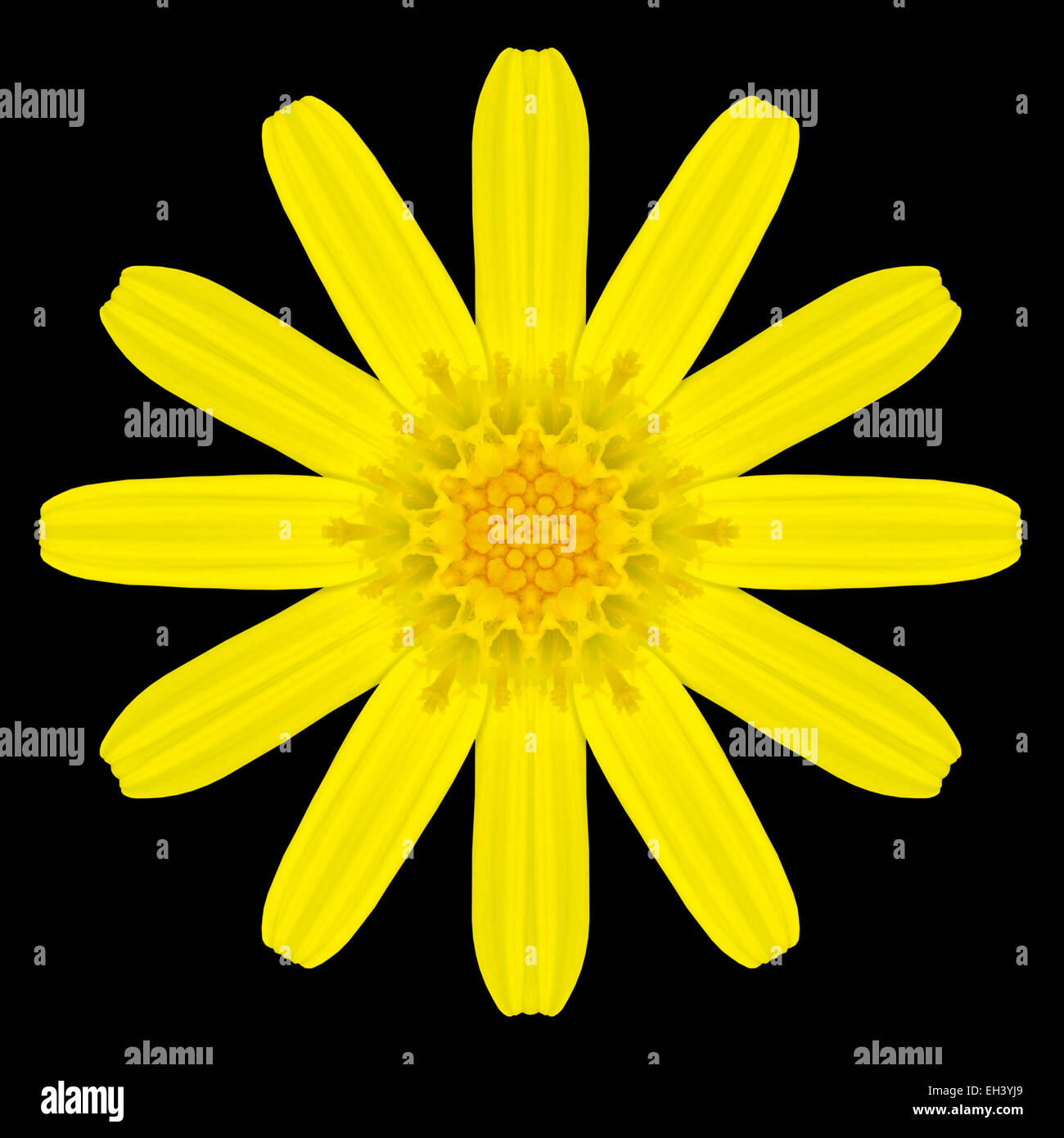 Mandala fleur jaune. Conception kaléidoscopique isolé sur fond noir. Motif en miroir Banque D'Images