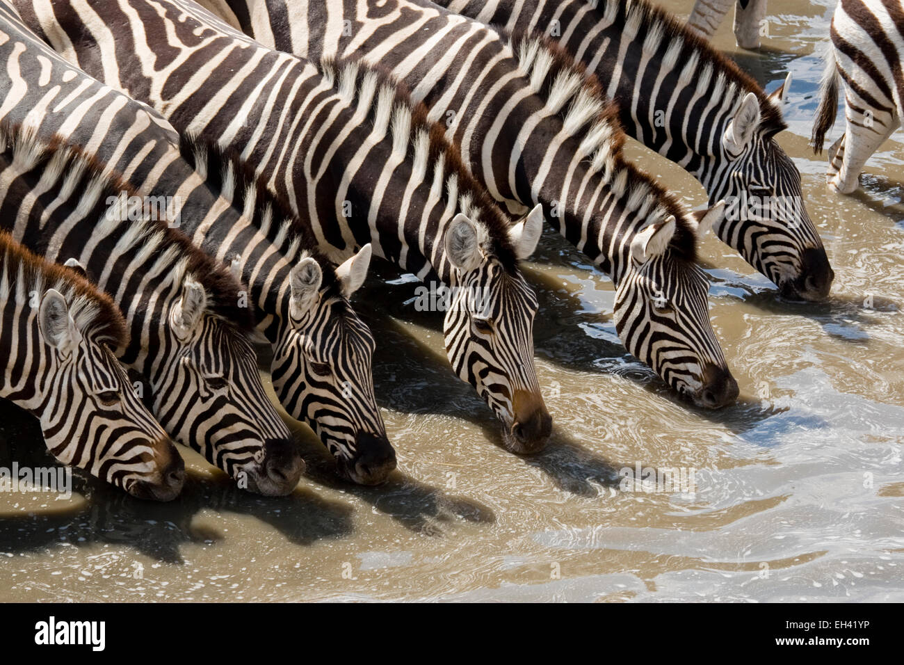 Zèbre des plaines (Equus quagga) boire Banque D'Images