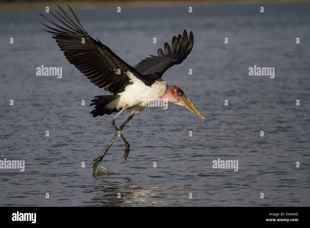 Marabou stork (crumeniferus Flamant rose (Phoenicopterus ruber) Banque D'Images