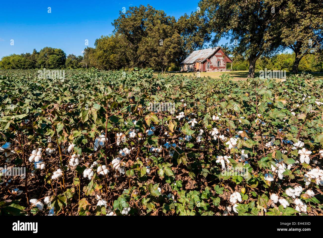 United States, au Mississippi, Mayersville, sa plantation de coton dans cette fourchette de matériel roulant que bluesman Muddy Waters est né entre 1913 et 1915 Banque D'Images