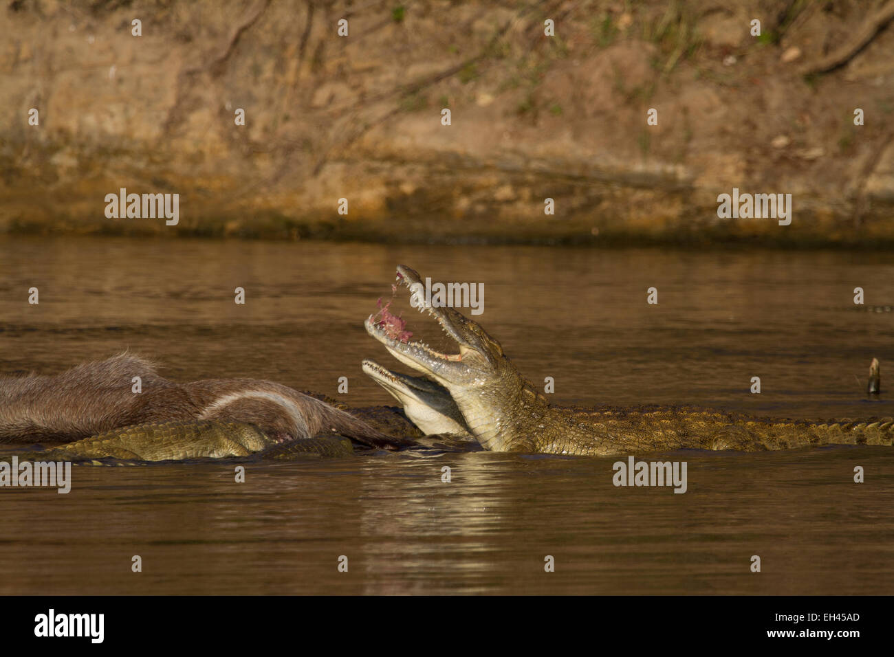 Le crocodile du Nil (Crocodylus niloticus) manger un Waterbuck commun Banque D'Images