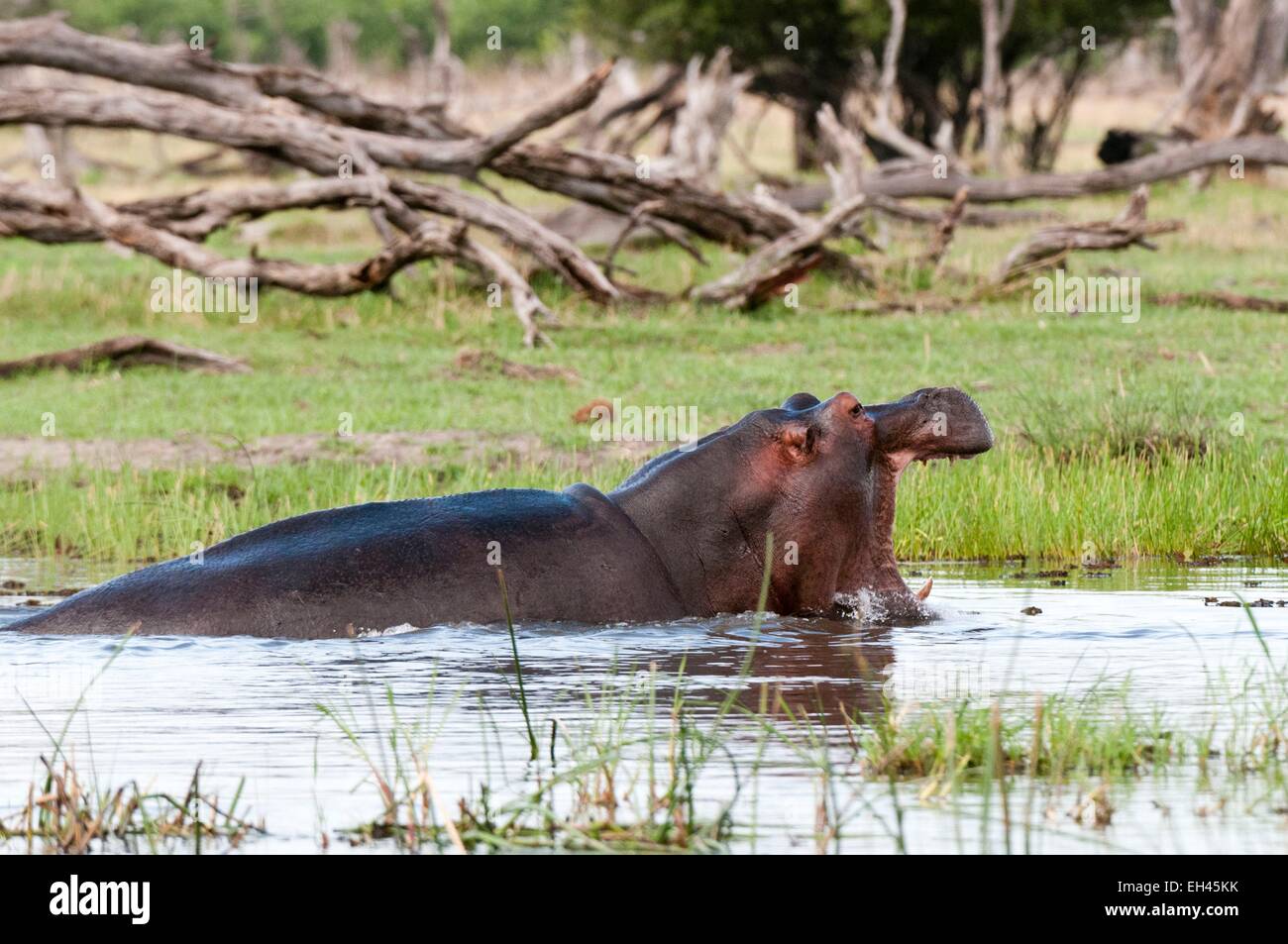 Le Botswana, Okavango delta, inscrite au Patrimoine Mondial de l'UNESCO, zone de concession Khwai, Hippopotame (Hippopotamus amphibius) Banque D'Images