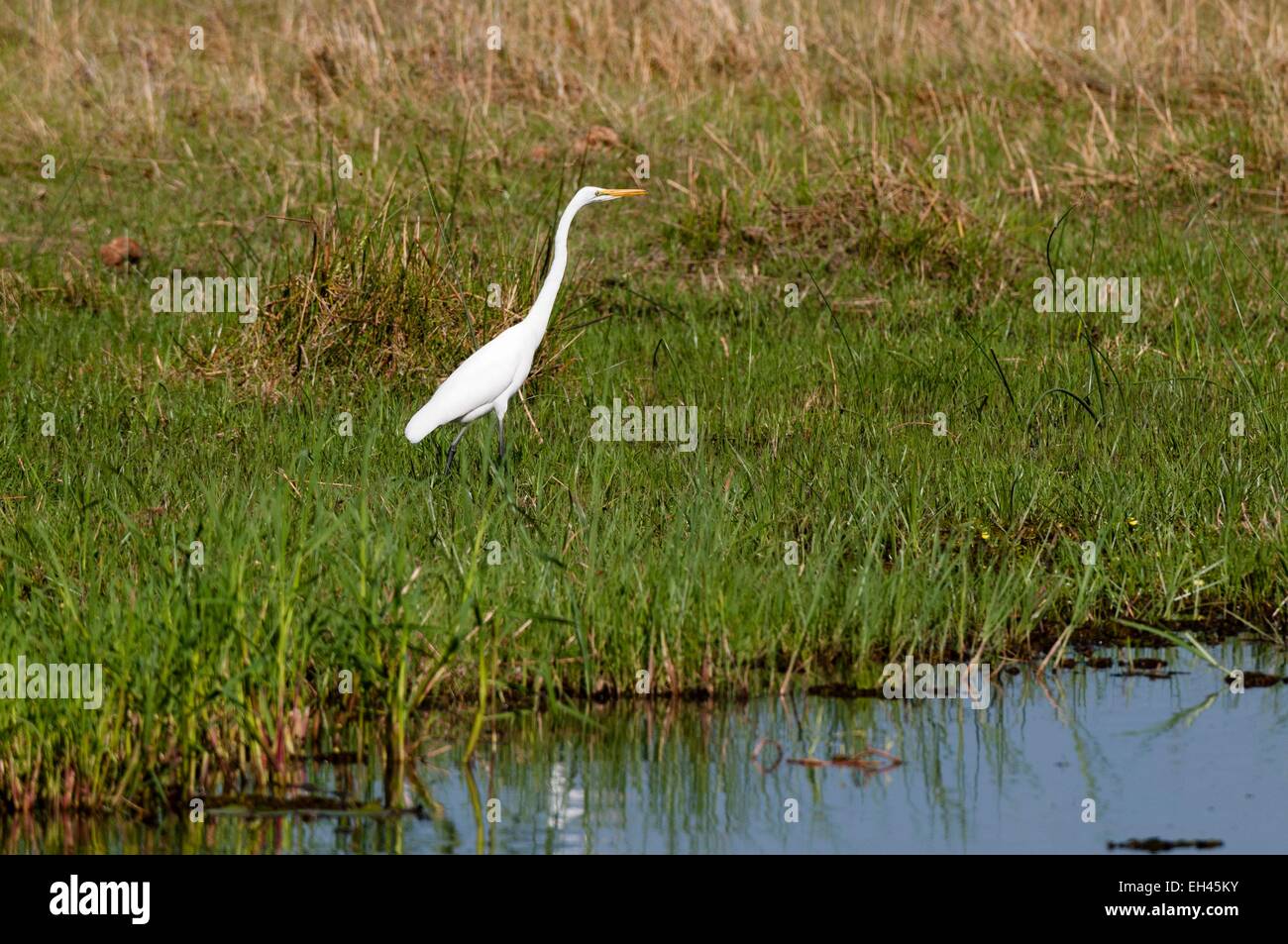 Le Botswana, Okavango delta, inscrite au Patrimoine Mondial de l'UNESCO, zone de concession Khwai, Grande aigrette (Ardea alba) Banque D'Images