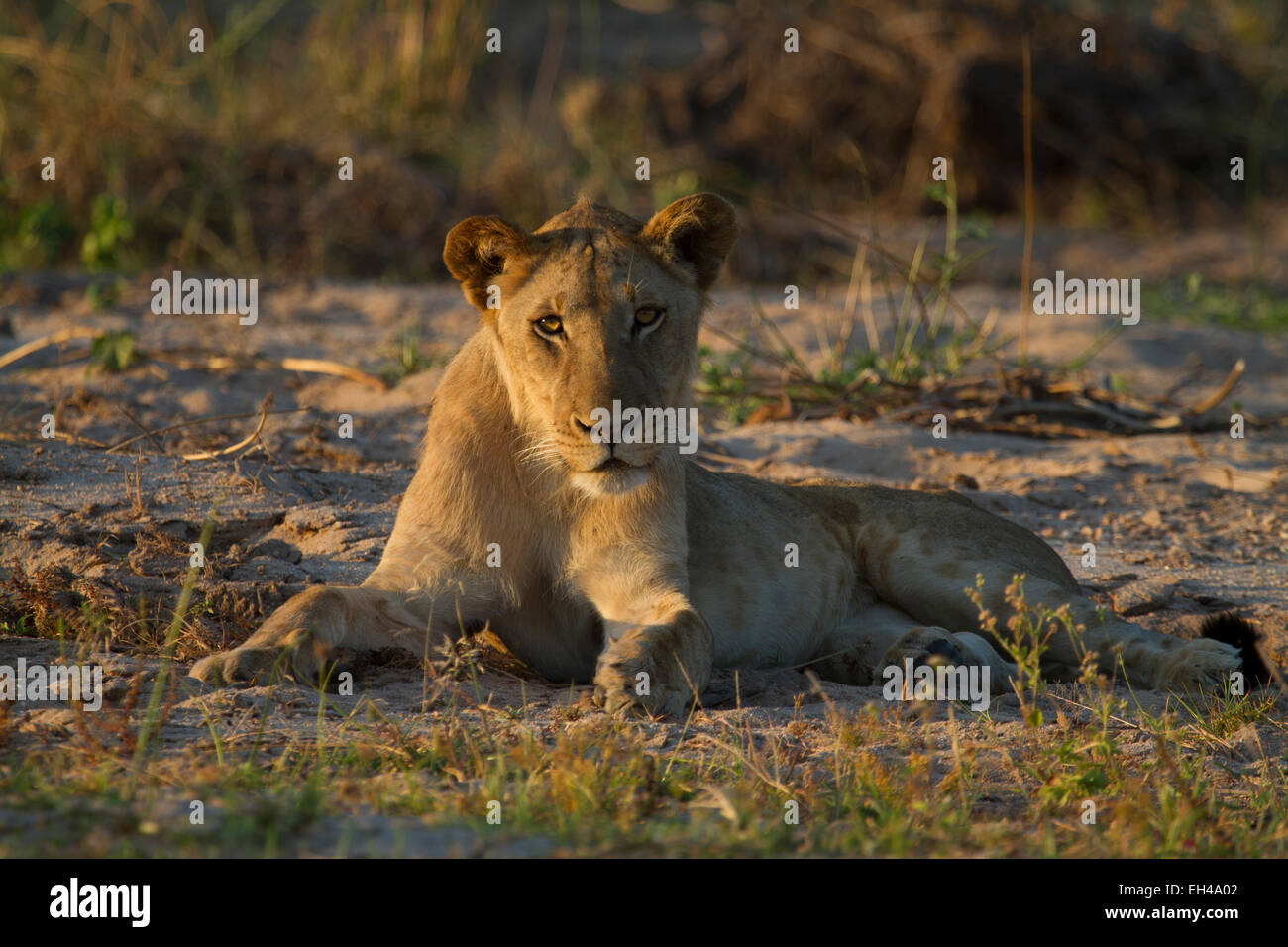 Lion (Panthera leo) Banque D'Images