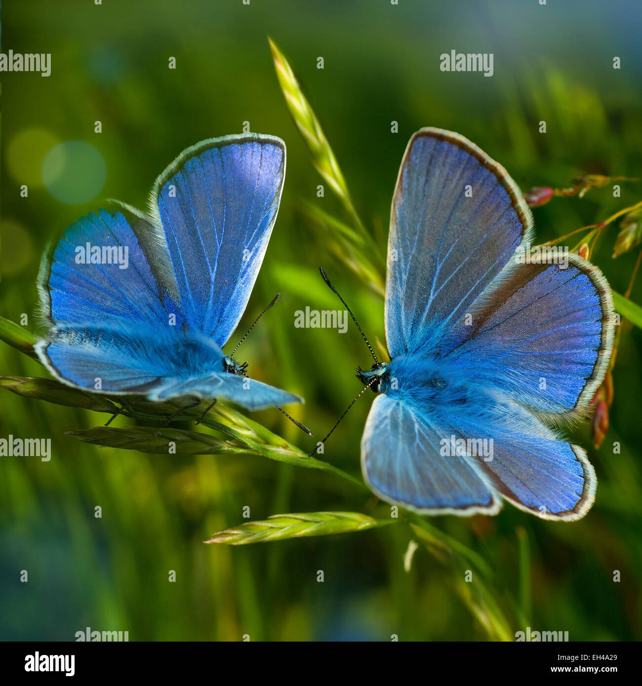 Deux papillons bleu(Lusandra bellargus) sur le carré d'herbe Banque D'Images