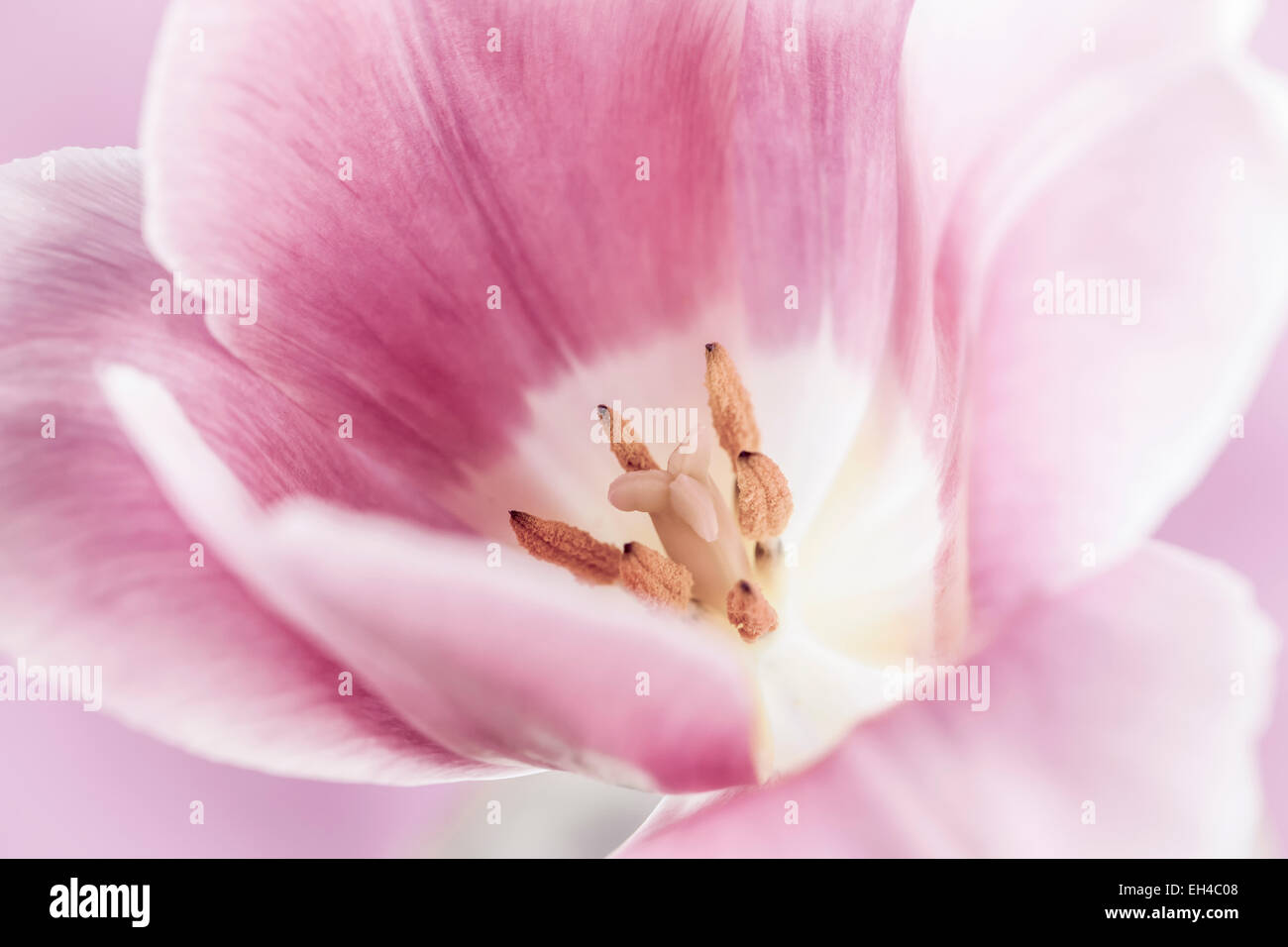 Gros plan macro de tulipe rose fleur avec pistil et les étamines Banque D'Images