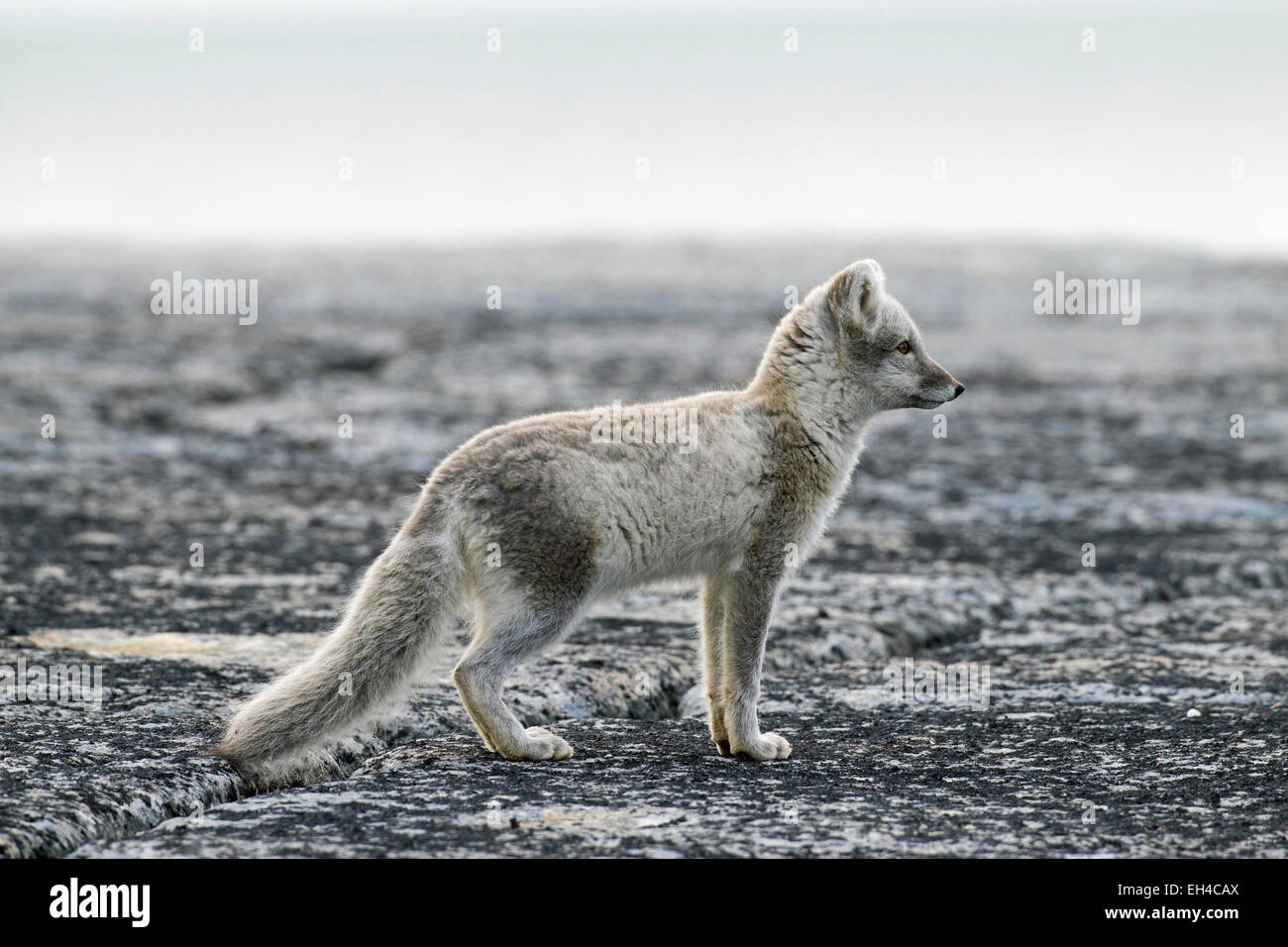 Le renard arctique (Vulpes lagopus) en pelage d'été, Svalbard, Norvège Banque D'Images