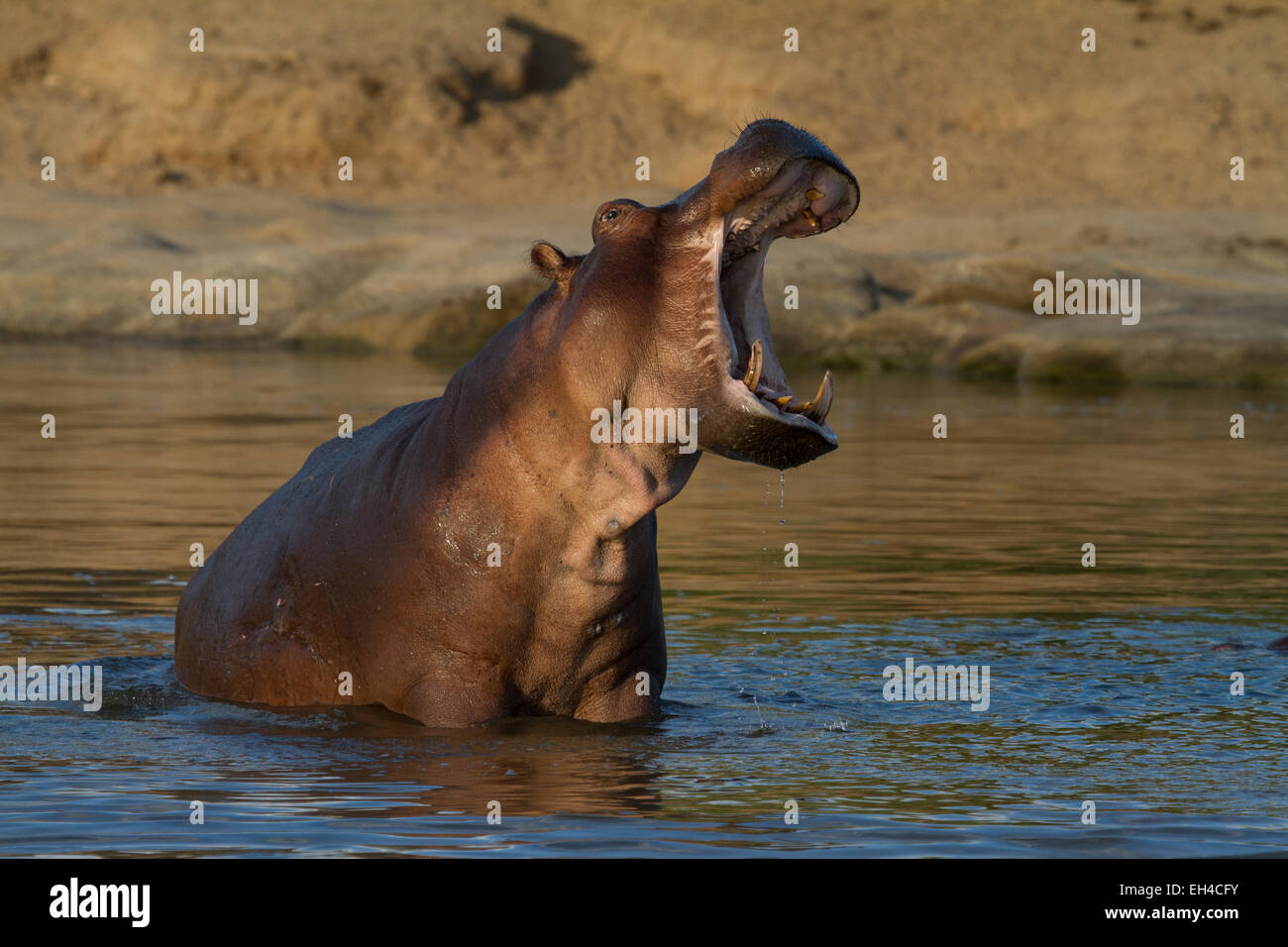 La politique commune de l'Hippopotame (Hippopotamus amphibius) Banque D'Images