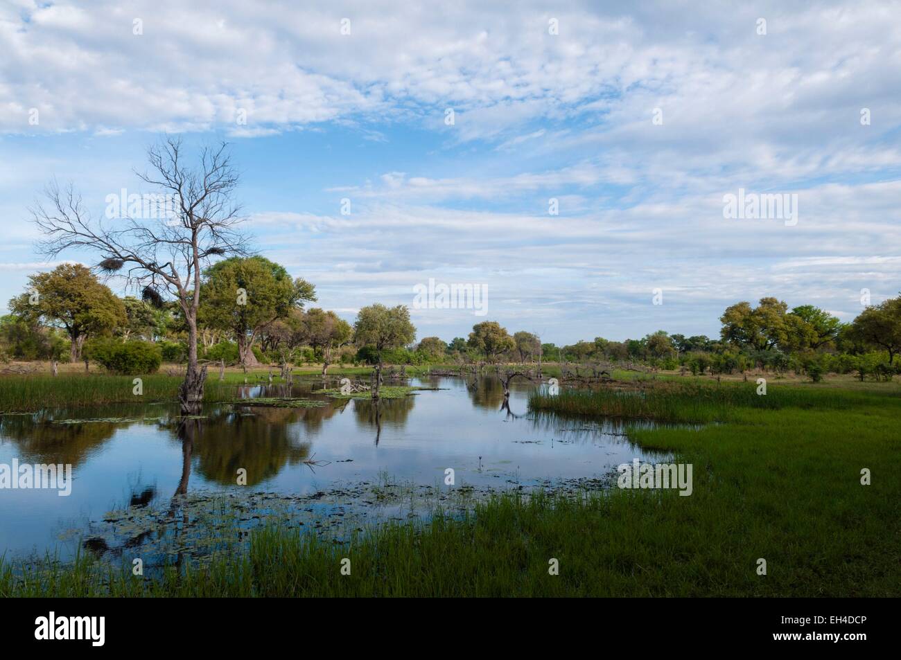 Le Botswana, Okavango delta, inscrite au Patrimoine Mondial de l'UNESCO, zone de concession Khwai Banque D'Images