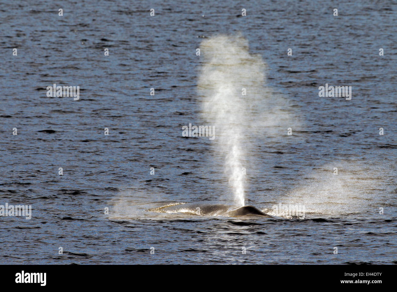 Rorqual commun / baleine / razorback rorquals (Balaenoptera physalus) à la surface pour respirer et souffler de l'air en les expulsant par évent Banque D'Images