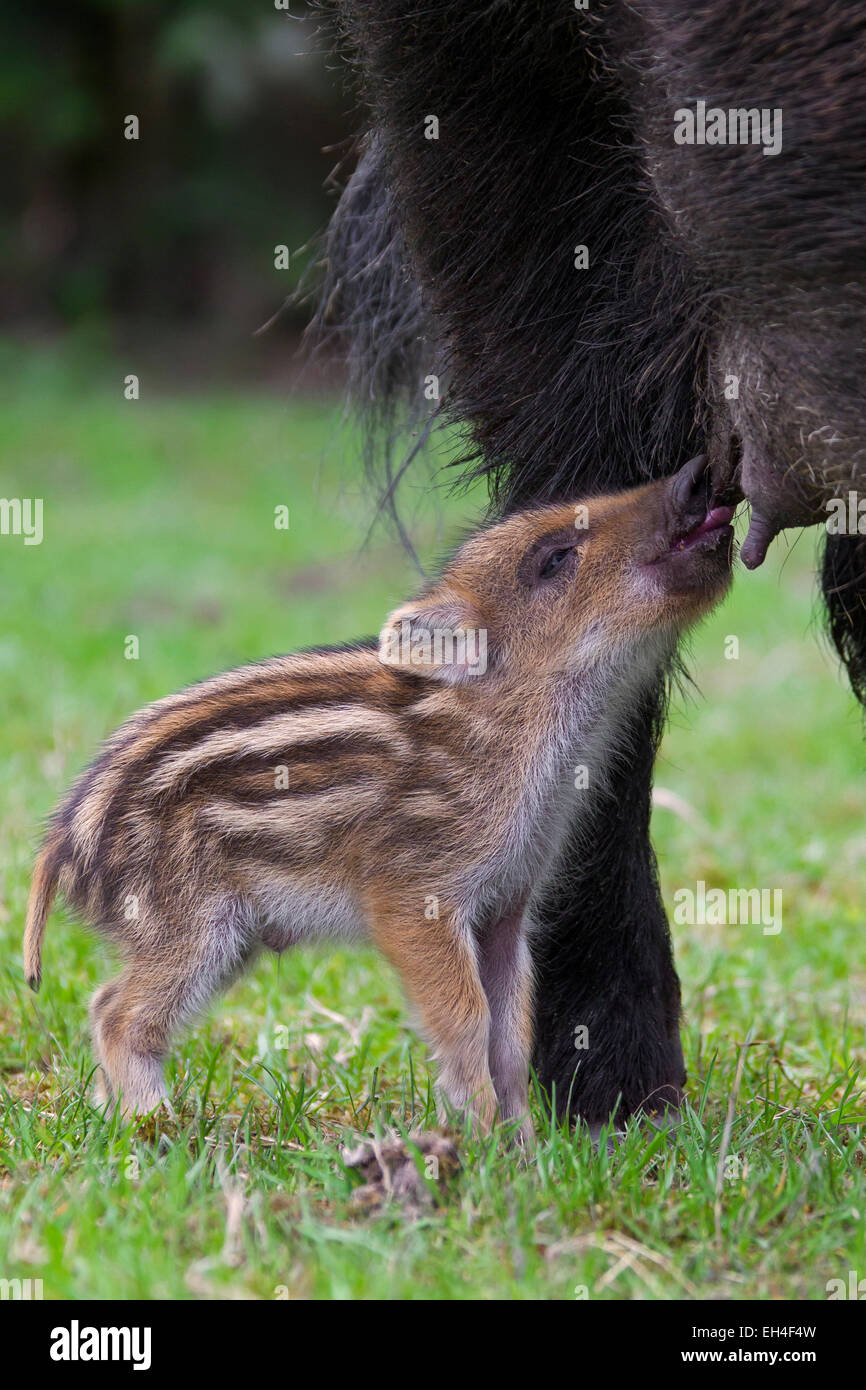 Le sanglier (Sus scrofa) truie porcelet de lait au printemps Banque D'Images