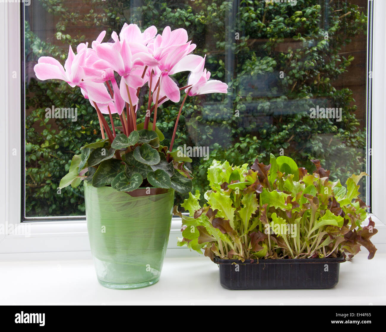 Salade de bébé de plus en plus de feuilles dans une boîte sur le rebord, pour un 'couper et reviens' l'offre. Banque D'Images