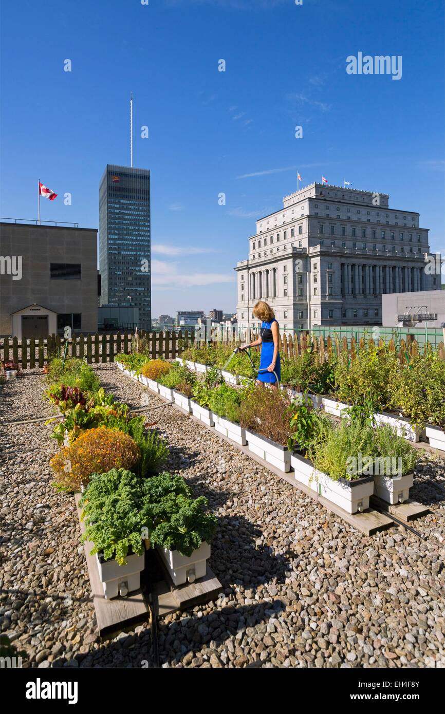 Canada, Québec, Montréal, Hôtel Reine Elizabeth, le toit vert et son jardin potager Banque D'Images