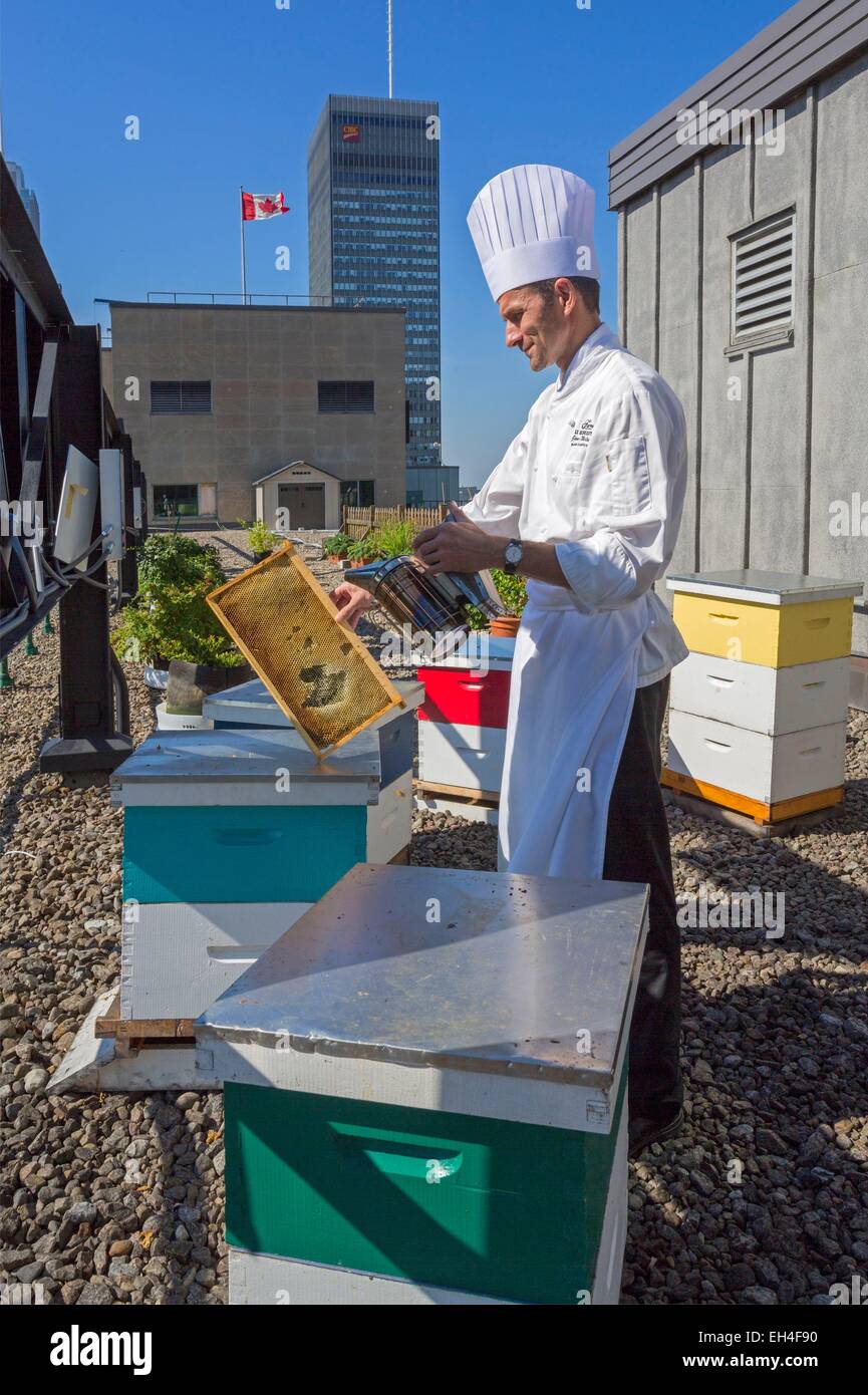 Canada, Québec, Montréal, Hôtel Reine Elizabeth, le toit vert, le potager et les ruches, un cuisinier de l'hôtel pour travailler avec des abeilles Banque D'Images