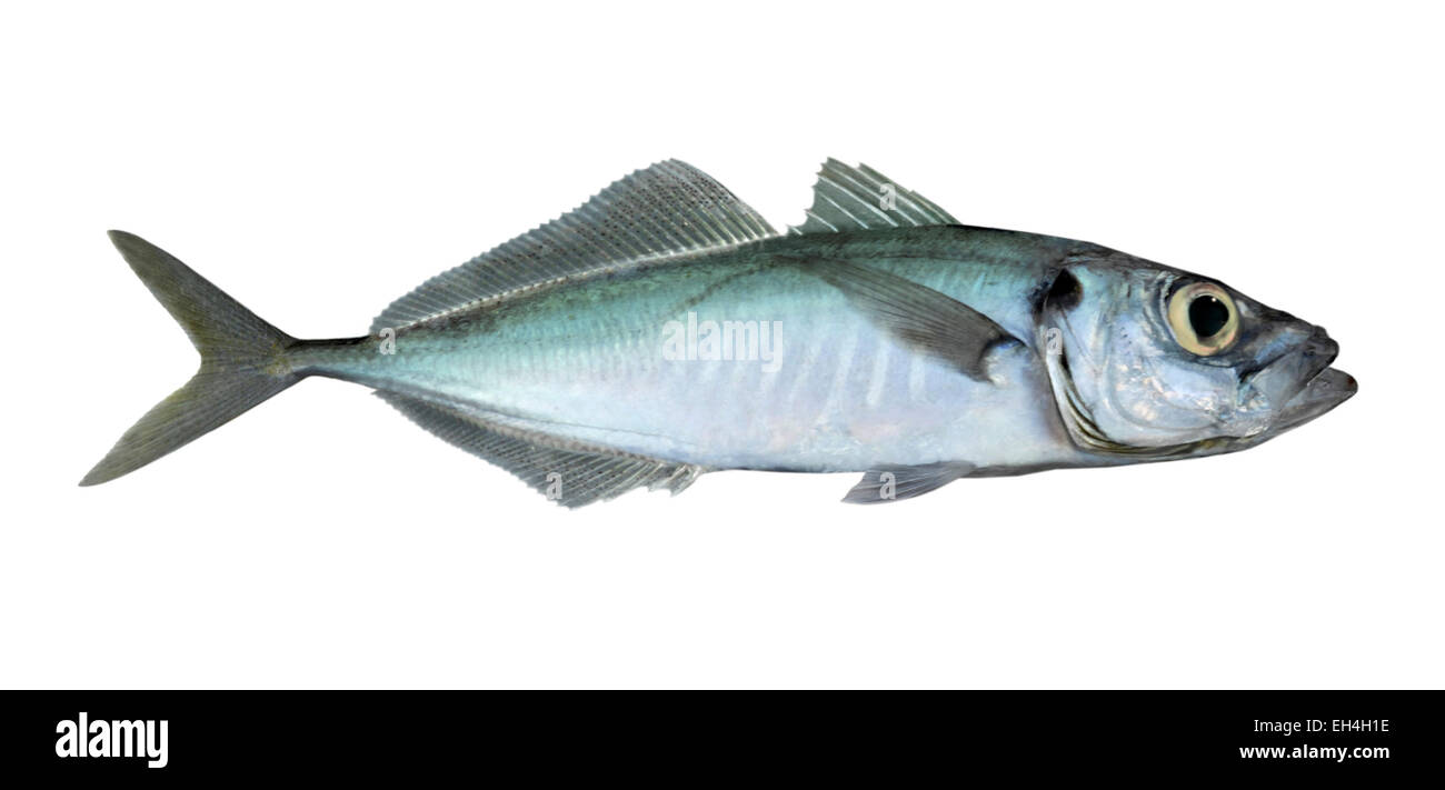 Le Chinchard Trachurus trachurus - Scad ou Banque D'Images