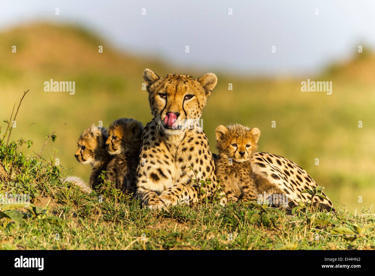 Kenya, Masai Mara, le Guépard (Acinonyx jubatus), femme et d'oursons 8/9 semaines Banque D'Images