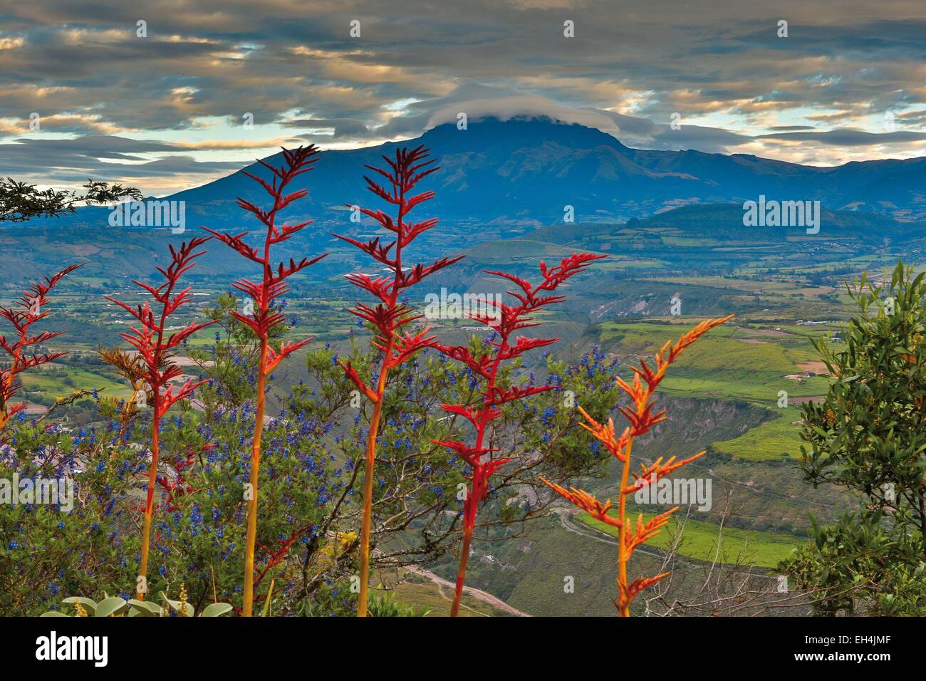 L'Équateur, Ibarra, vue horizontale de volcan Cuicoxa dans les nuages avec un leader plantes rouges sauvages Banque D'Images