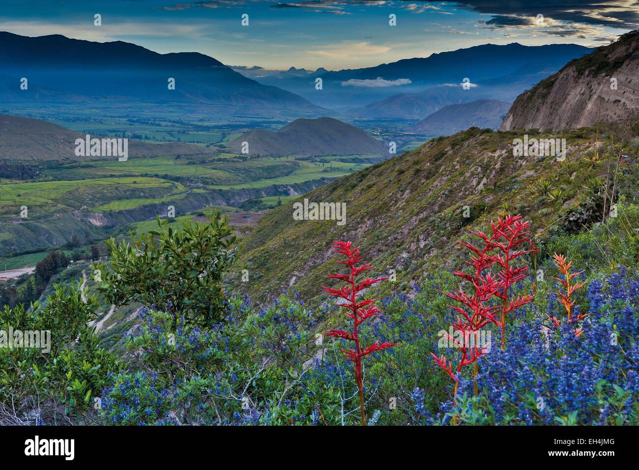 L'Équateur, Ibarra, montagne paysage de collines et la vallée de fleurs sauvages en premier plan sous un ciel d'orage Banque D'Images