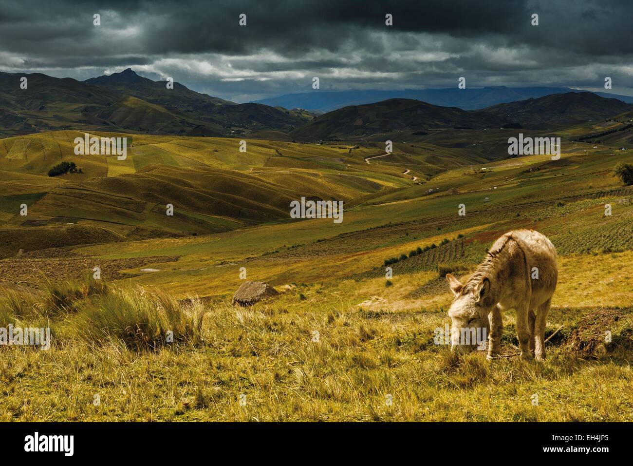 L'Équateur, Cotopaxi, Tigua, montagneux paysage andin sous un ciel d'orage avec un âne à l'avant-plan dans un champ Banque D'Images