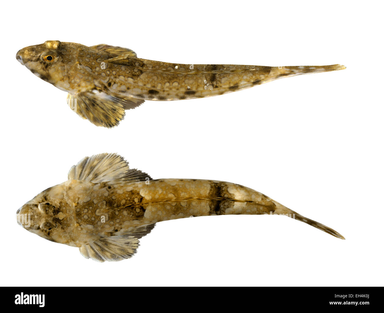 Dragonet - Callionymus lyra Banque D'Images