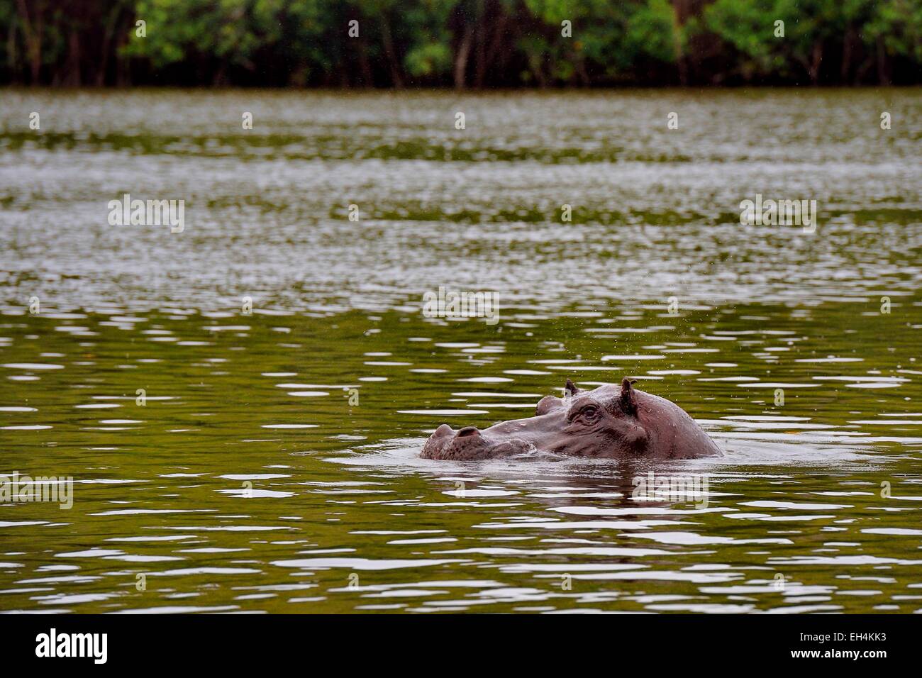 Le Gabon, Ogooue-Maritime Province, le Parc National de Loango, hippo dans la lagune Iguela Banque D'Images