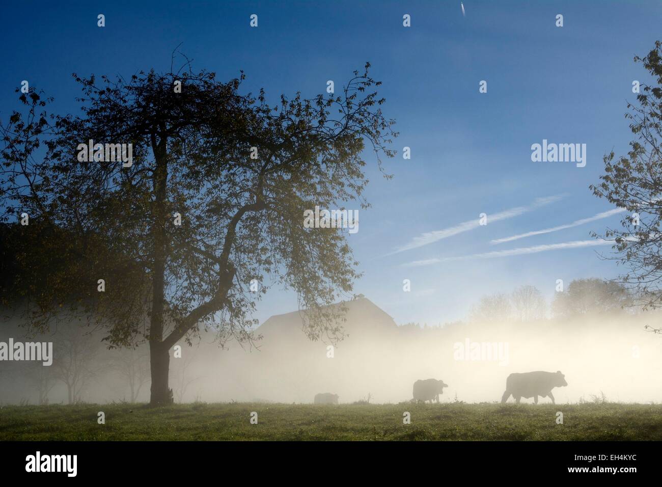 France, Doubs, Liebvillers, vaches vaches montbéliardes exclusivement dans la brume matinale se joindre à leur nourriture Banque D'Images