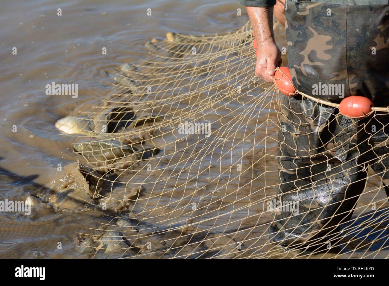 La France, Territoire de Belfort, Belfort, vidange annuelle l'étang du Malsaucy et la pêche La pêche au filet de poisson par la Fédération de Belfort Banque D'Images