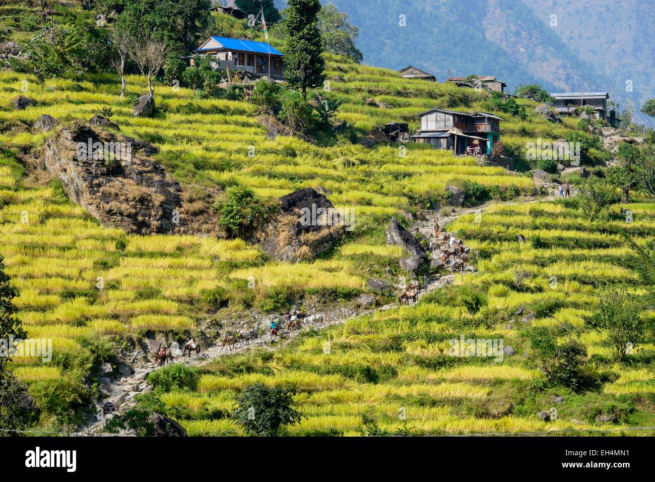 Le Népal, Gandaki zone, Manaslu Circuit, entre Arughat Lapubesi et Banque D'Images