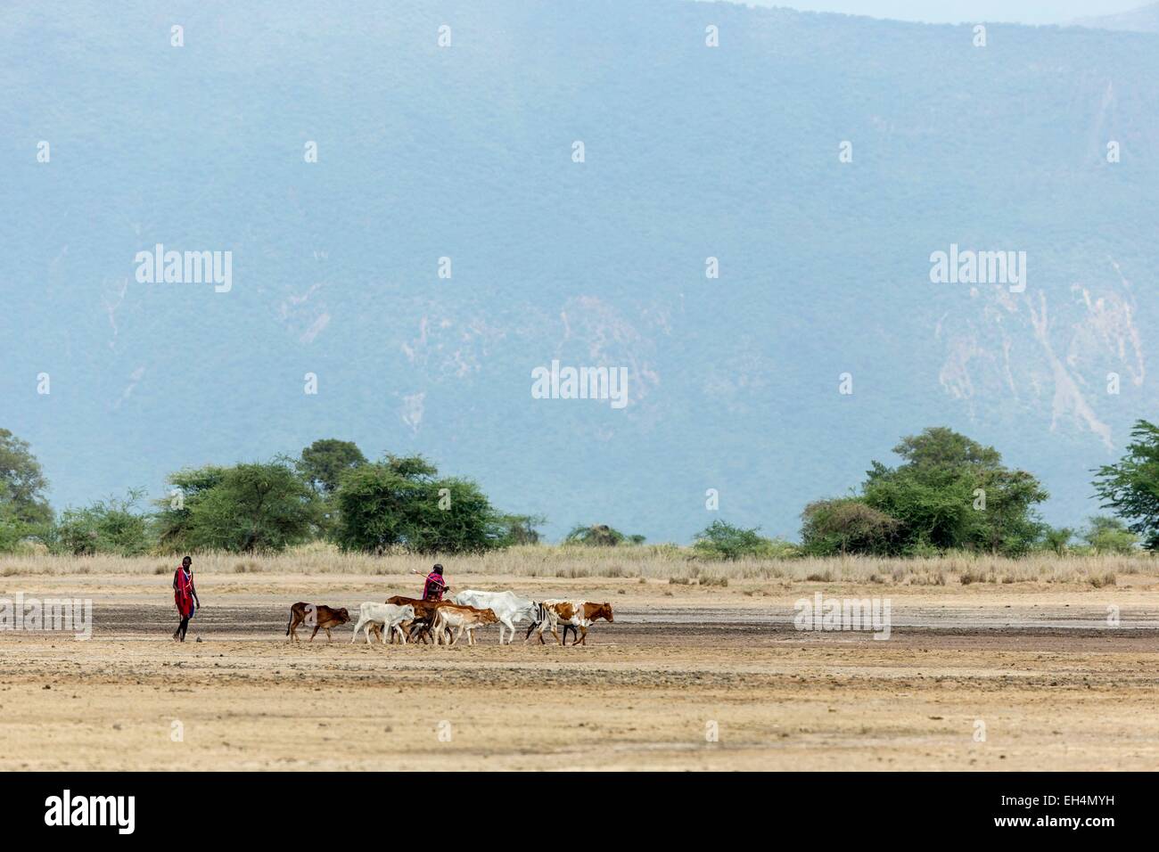 Au Kenya, le lac Magadi, aller à un peuple masai waterpoint Banque D'Images