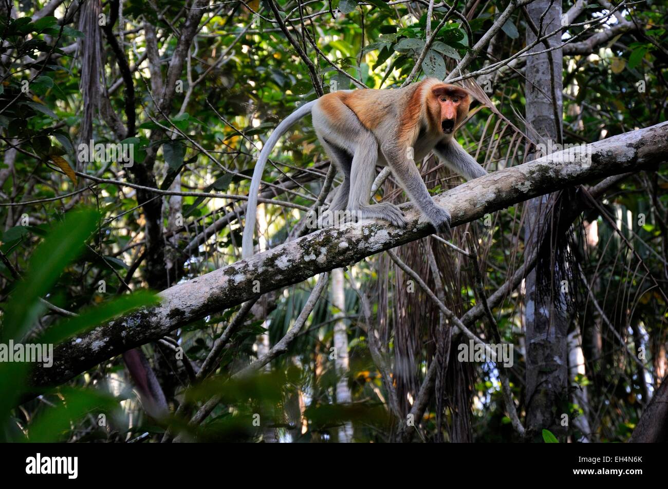 La Malaisie, Bornéo, Sarawak, parc national de Bako, Proboscis singe dans un arbre Banque D'Images