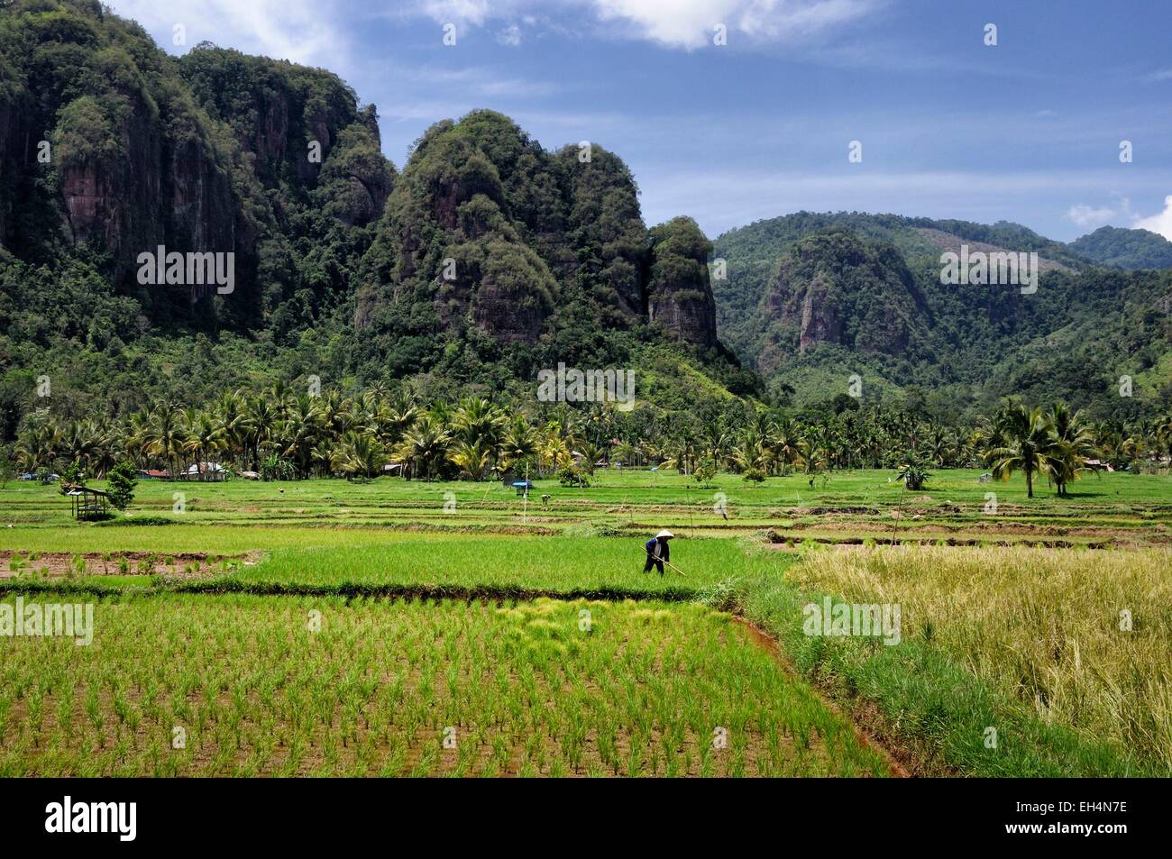 L'Ouest de Sumatra, Indonésie, Minangkabau Highlands, région Bukittinggi, Harau valley, les rizières entourées de falaises dans la vallée de Harau Banque D'Images
