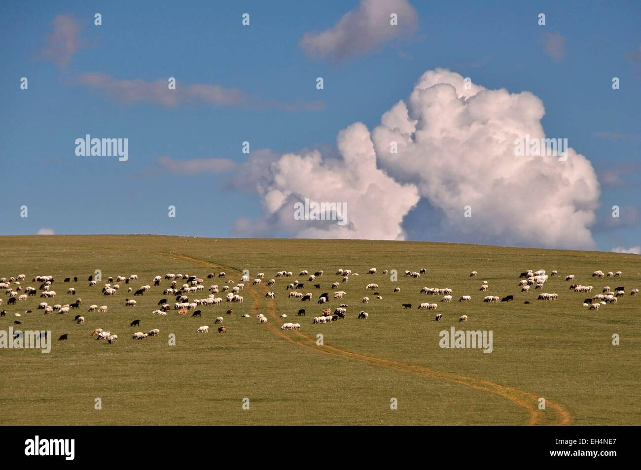 La Mongolie, l'Arkhangai, moutons et chèvres le long de la route et big cloud Banque D'Images