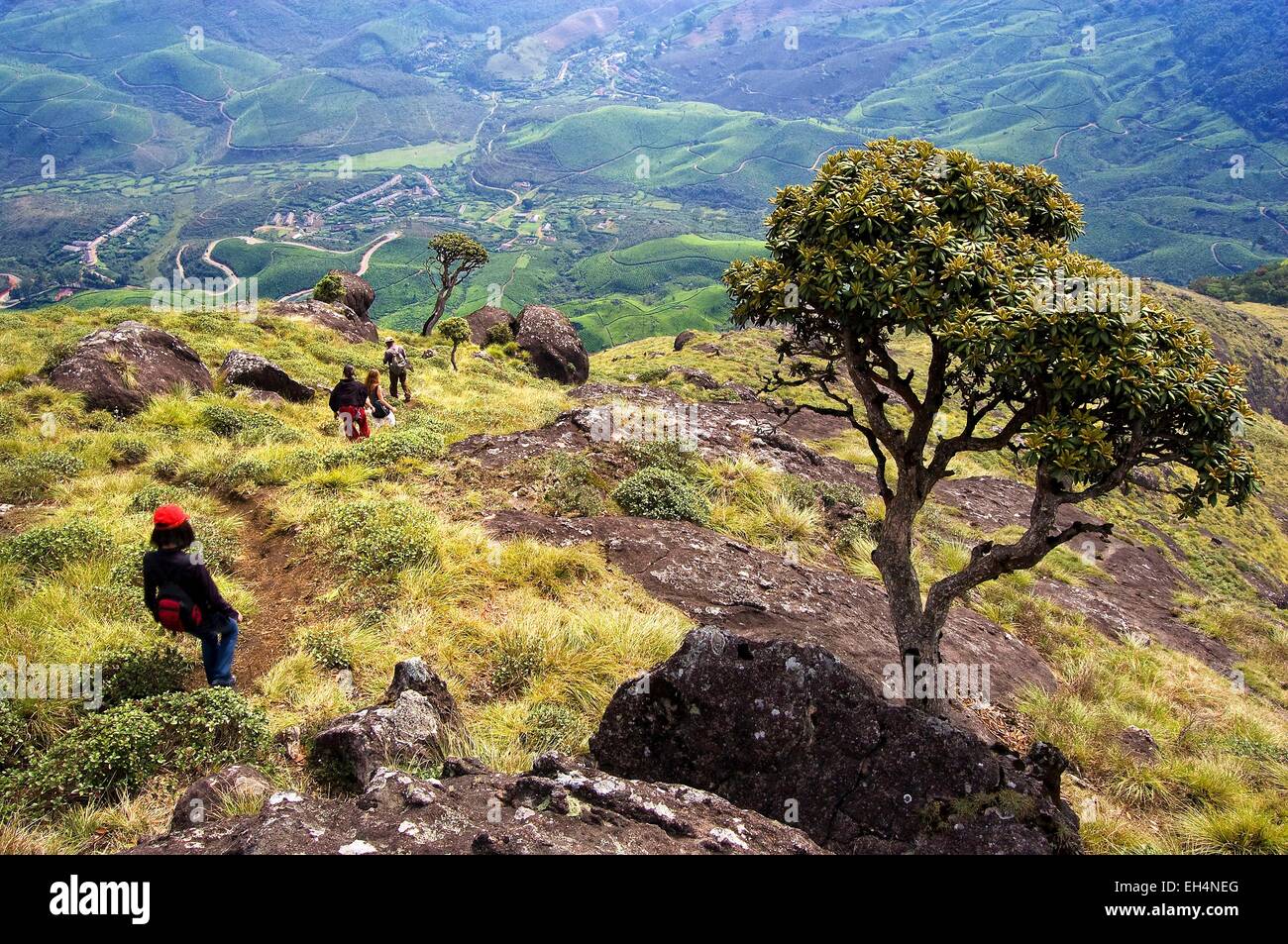 L'Inde, le Kerala, Munnar, randonneurs au-dessus des plantations de thé Munnar Banque D'Images