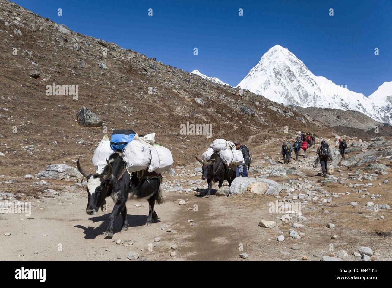 Le Népal, parc national de Sagarmatha, inscrite au Patrimoine Mondial de l'UNESCO, District de Solu Khumbu, yaks caravane sur le chemin de Gorak Shep Banque D'Images