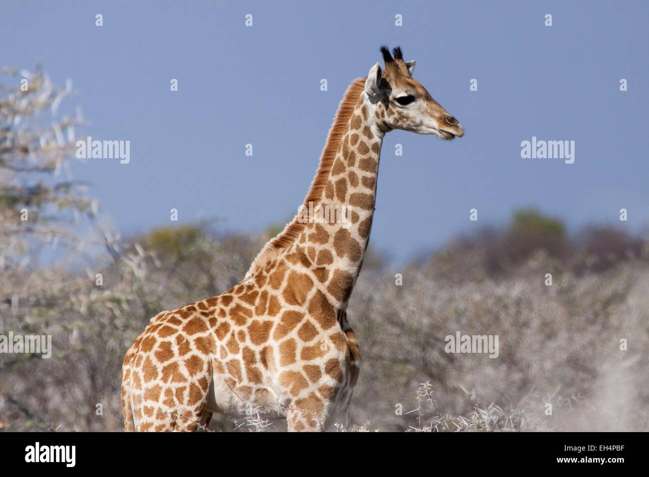La Namibie, région Oshikoto, Etosha National Park, bébé Girafe (Giraffa camelopardalis) Banque D'Images